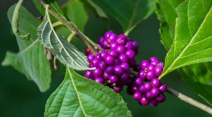 Texas Beautyberries (Callicarpa americana) identification.