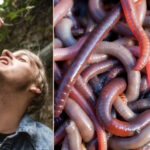 man eating earthworm with earthworms closeup