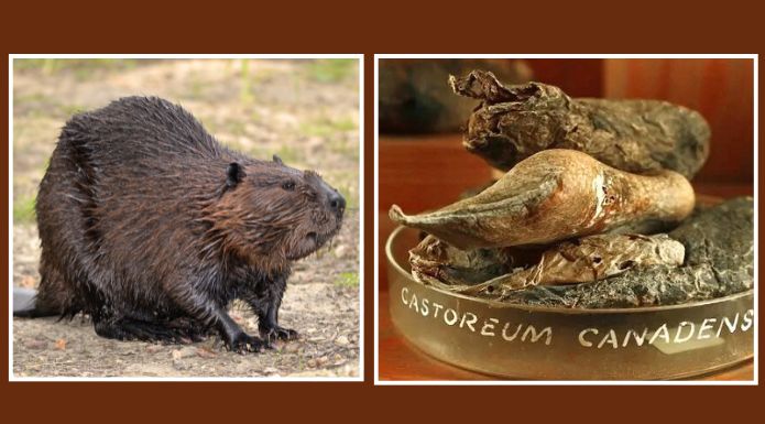Side by Side image of a North American beaver, the source of beaver anal glands flavoring, Dried beaver anal glands (castor sacs) used for castoreum.