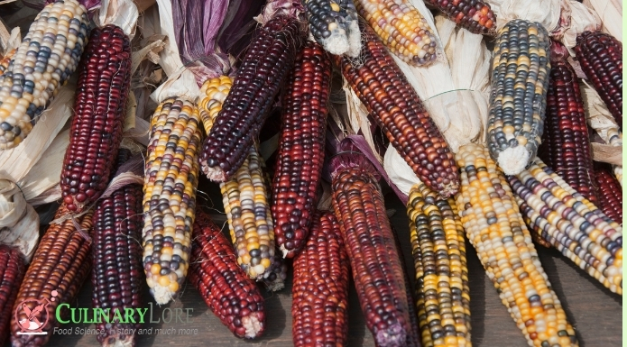 colorful Indian corn or Maize