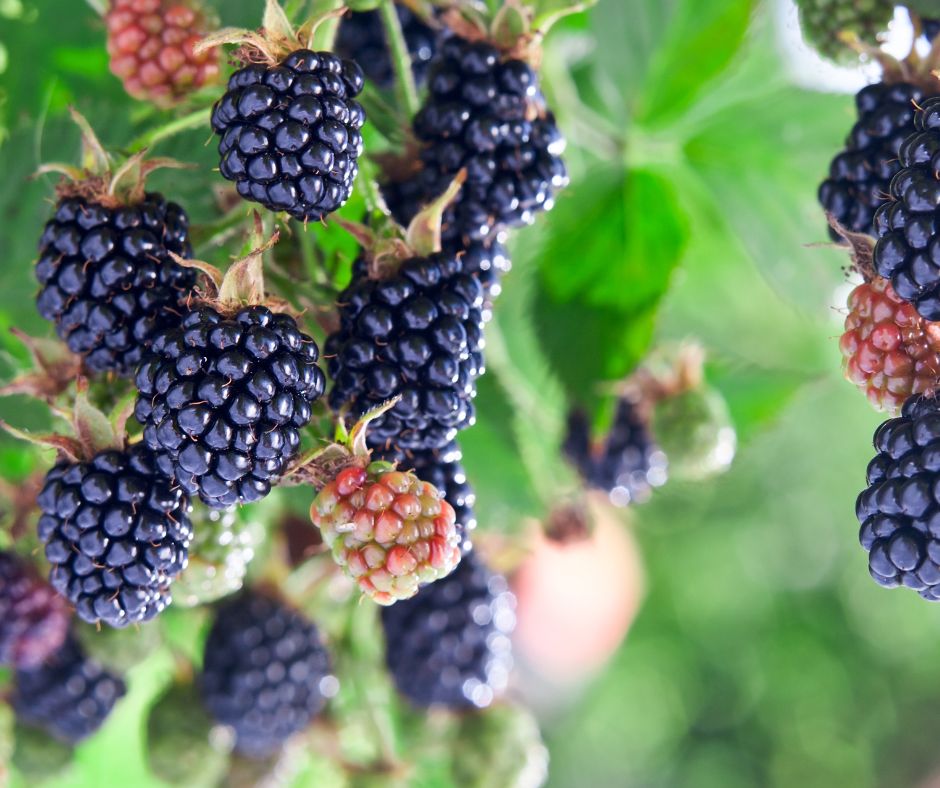 Don’t Eat Blackberries After September 29! And Other Superstitions
