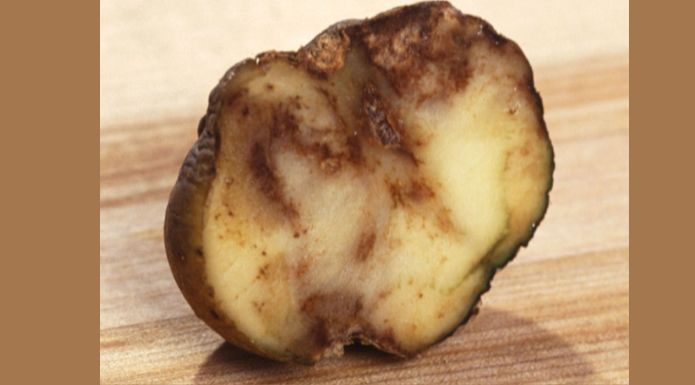 sliced potato showing potato blight infection that affected potatoes during the Great Irish Potato Famine