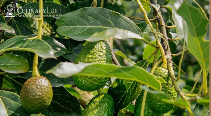 Avocado leaves and fruits on tree