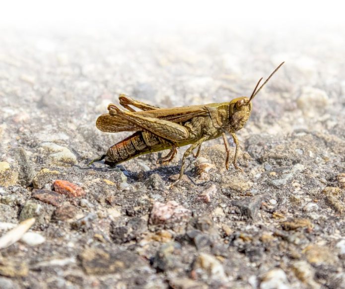 brown grasshopper on pavement