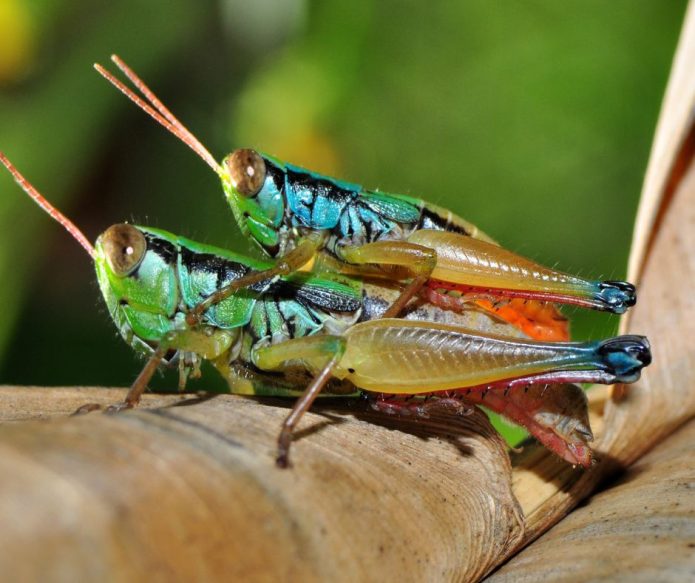 colorful grasshopper