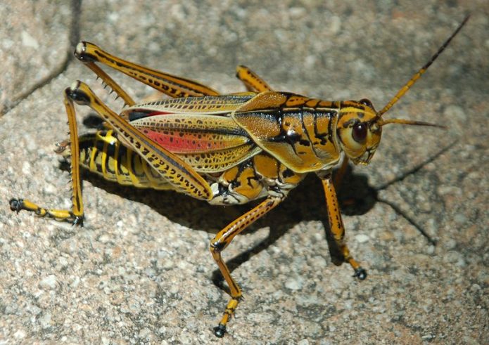 Eastern Lubber grasshopper poisonous
