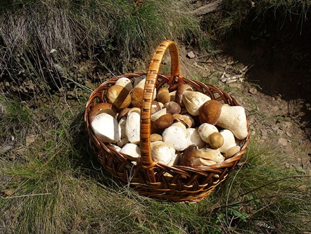 Basket of Mushrooms gathered from forest