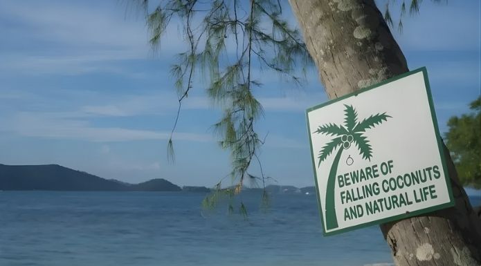 A falling coconut warning sign to help answer the question, "How many people die from coconuts""