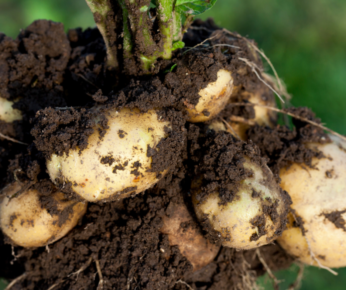 potatoes fresh from the soil