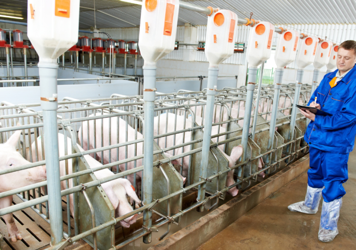 pig farm veterinarian