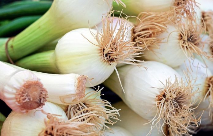 Spring onions closeup of bulbs