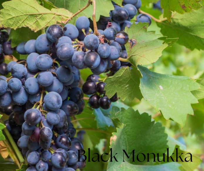 black monukka grapes
