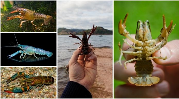 Comparison of different crayfish species including blue, red, and brown varieties to show the biological diversity between freshwater crayfish and marine lobsters.
