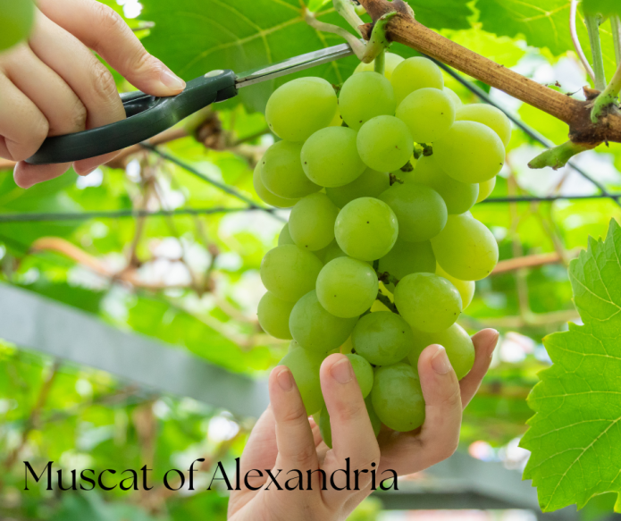 Muscat of Alexandria ancient wine grap