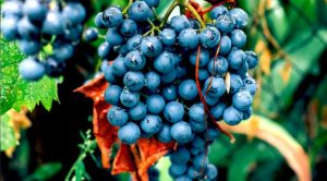 Concord grapes, basis of artificial grape flavor