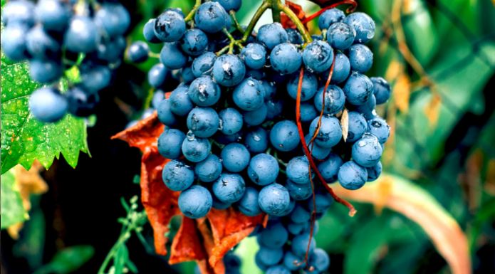 Concord grapes, basis of artificial grape flavor