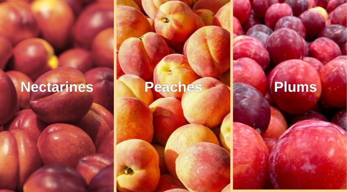 A comparison of nectarine vs. plum vs. peach skin texture and fruit characteristics.