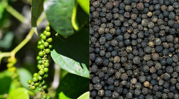 Green peppercorns on plant and black peppercorns spice closeup