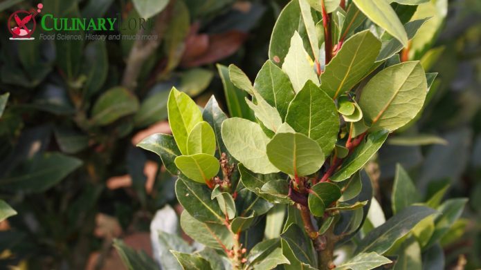 bay leaves on tree