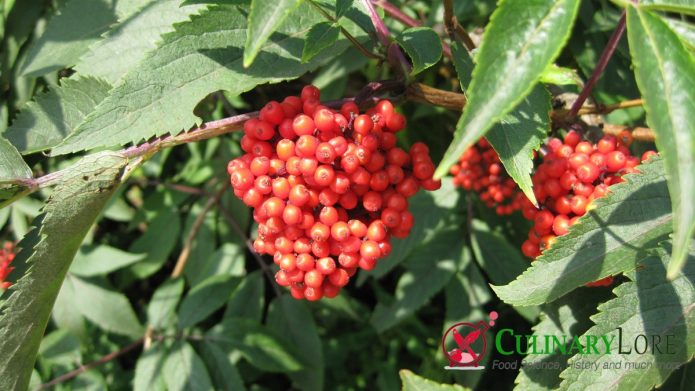 American Red Elderberries