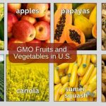 Image showing common GMO fruits and vegetables in the U.S. showing corn, apples, papayas, sugar beets, soybeans, canola, summer squash and potatoes