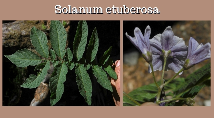 Solanum etuberosum wild ancestor of modern potato