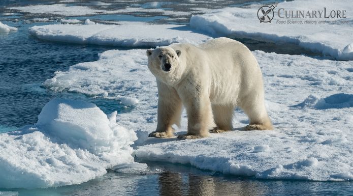 polar bear on sea ice